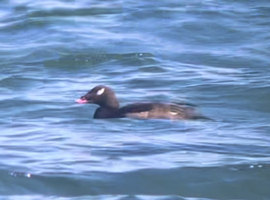 White-winged Scoter - ML615853164