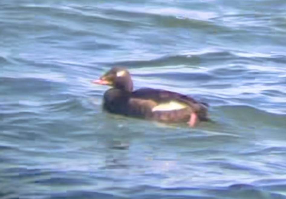 White-winged Scoter - ML615853168