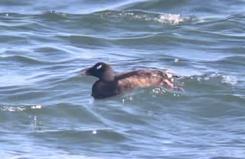 White-winged Scoter - ML615853169