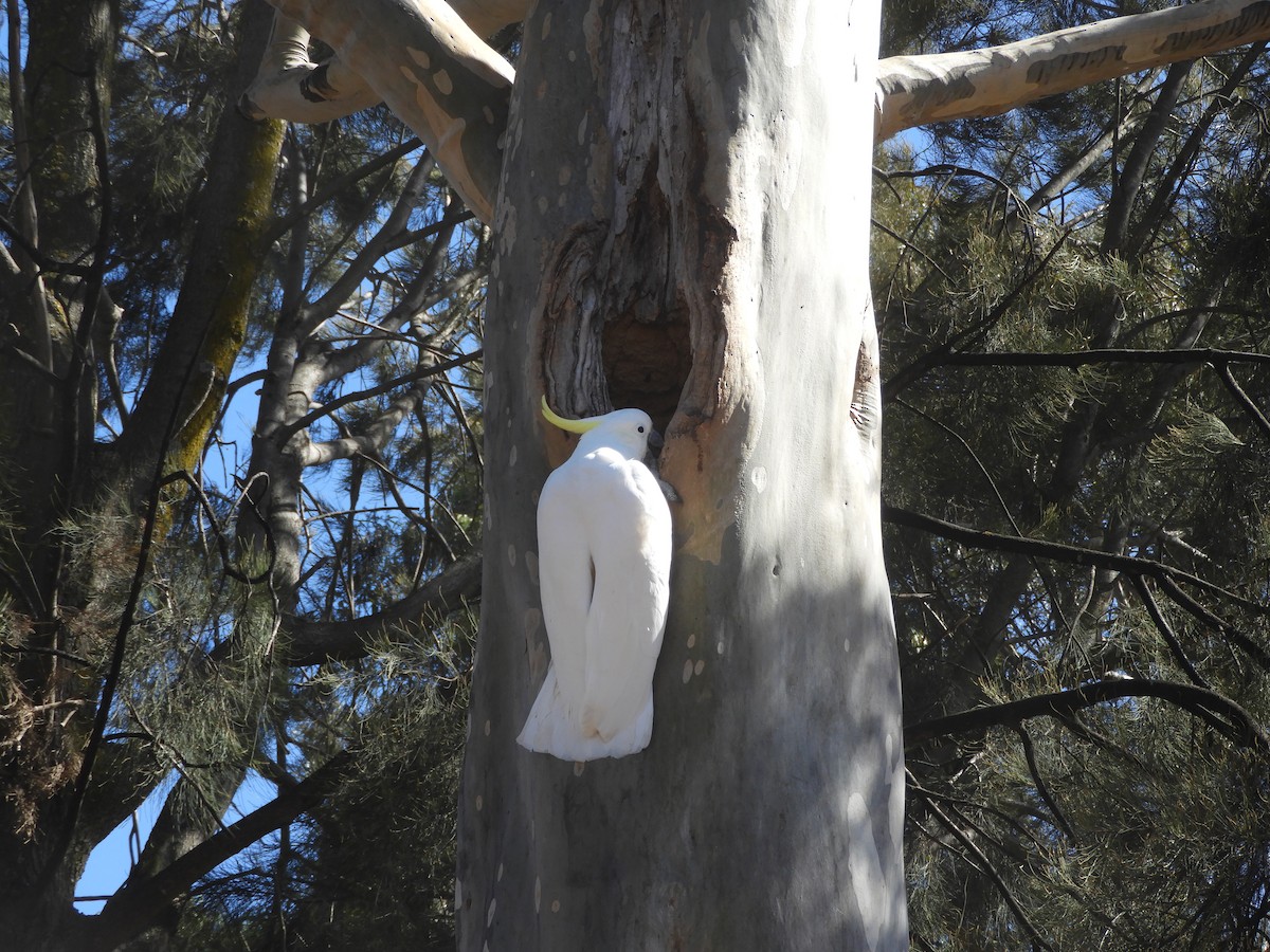 Sulphur-crested Cockatoo - ML615853213