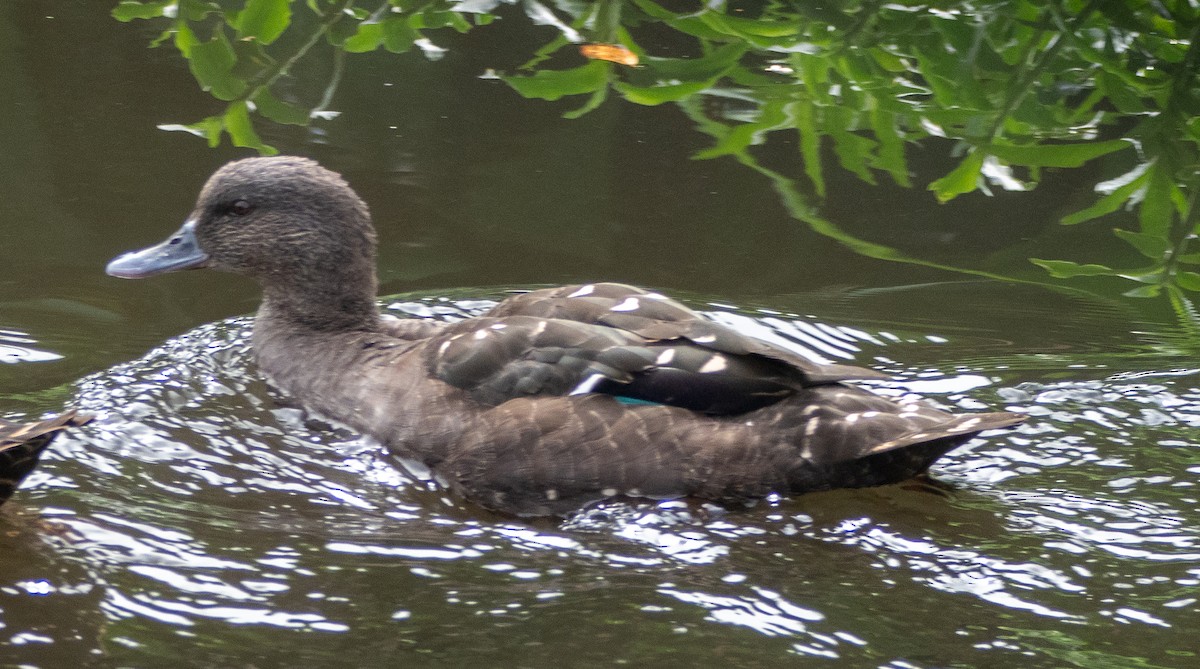 African Black Duck - ML615853221