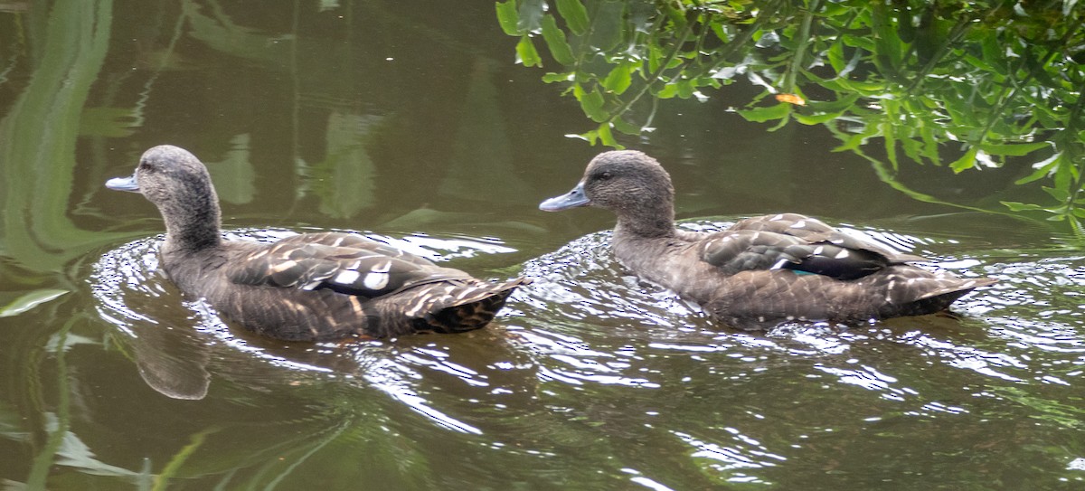 African Black Duck - ML615853223