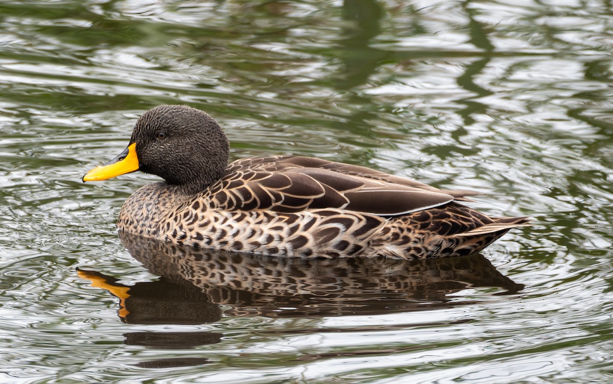 Yellow-billed Duck - ML615853254