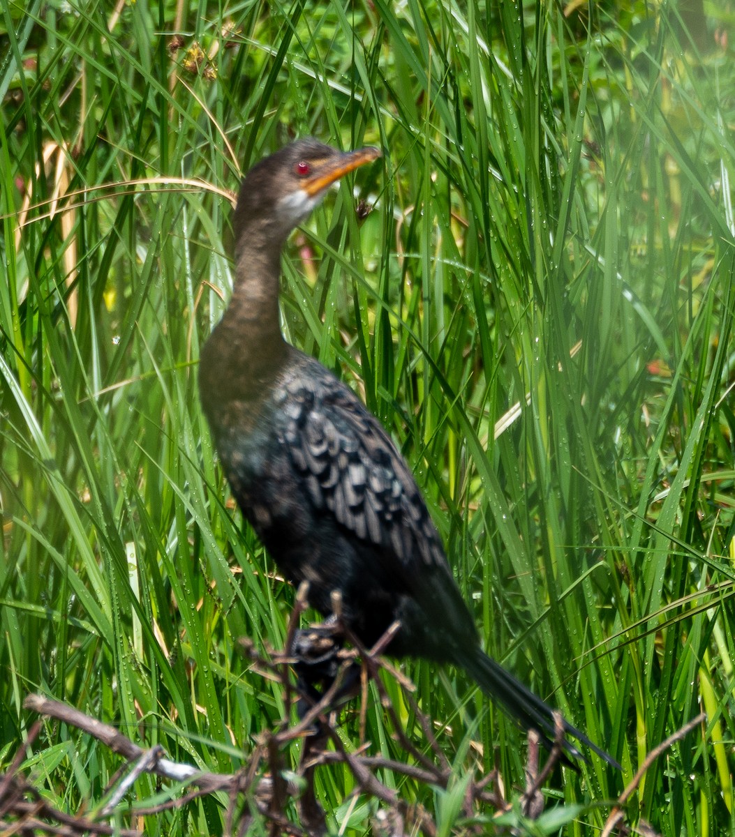 Long-tailed Cormorant - ML615853266