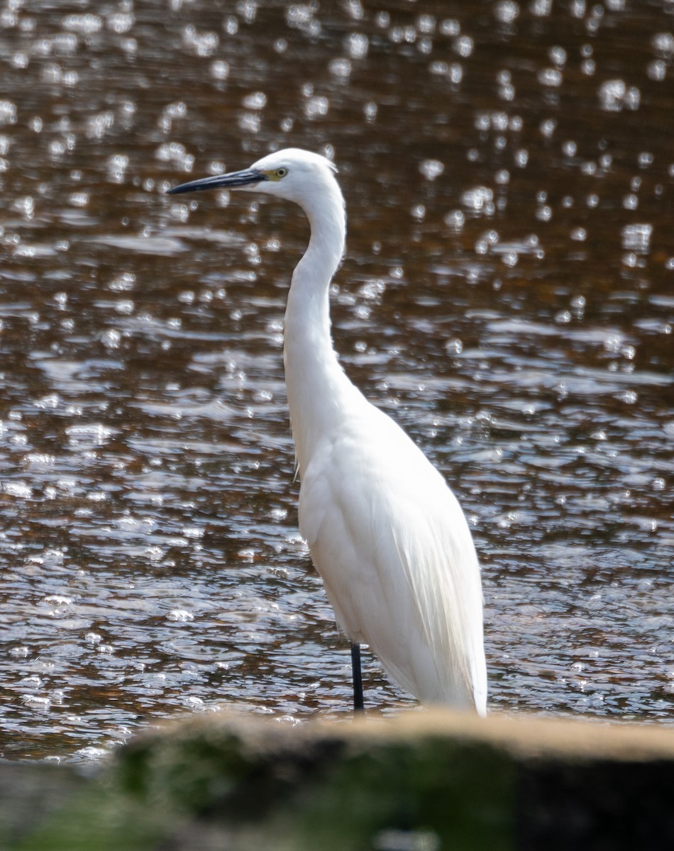 Little Egret - ML615853284