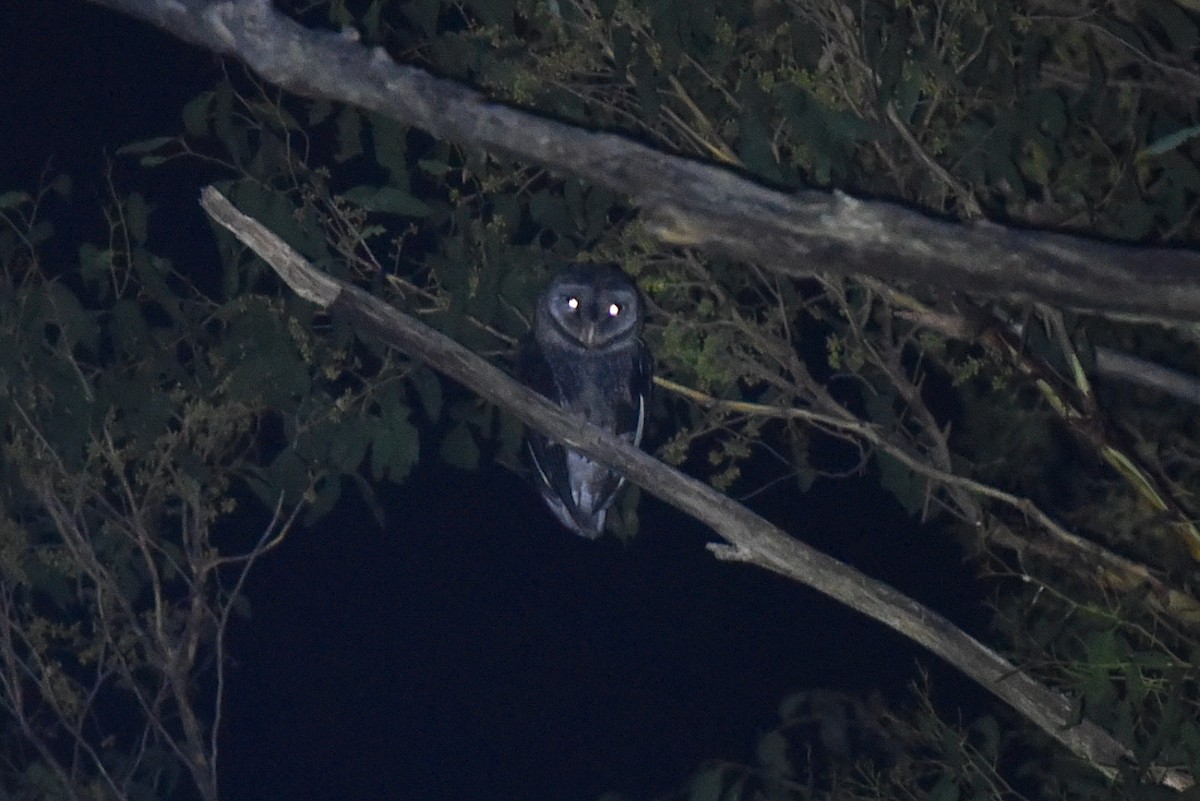 Sooty Owl - ML615853285