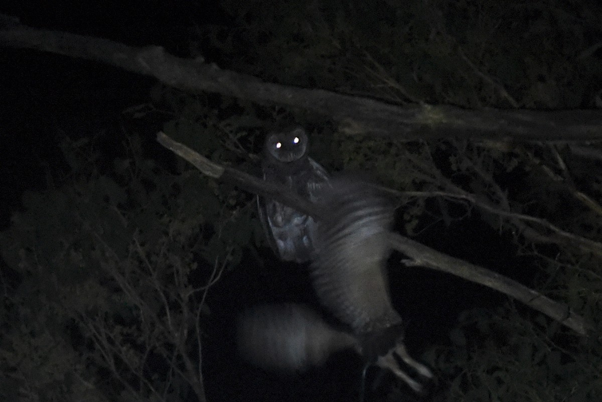Sooty Owl - ML615853286