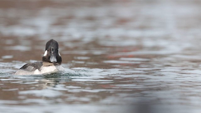 Bufflehead - ML615853290