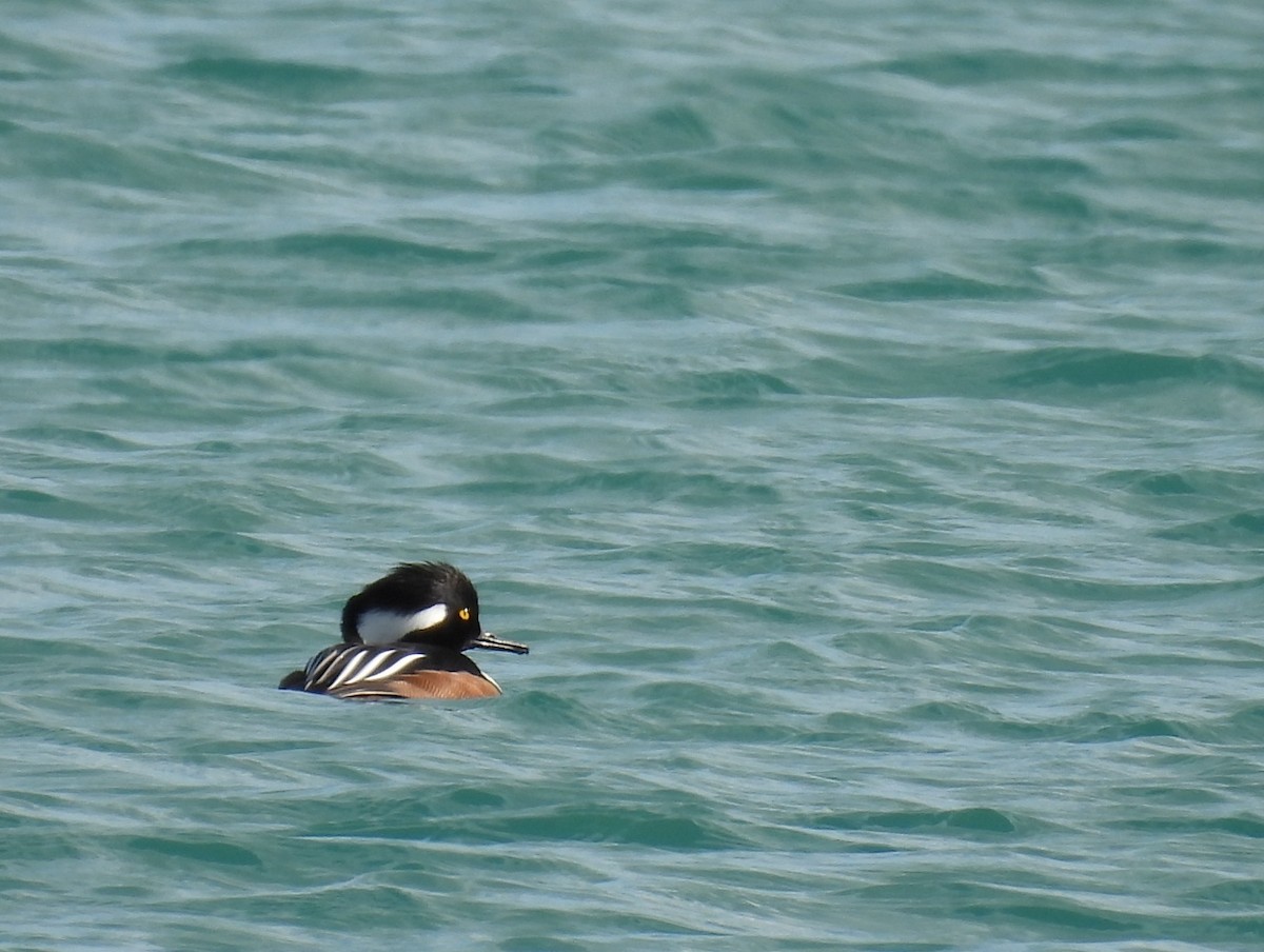 Hooded Merganser - ML615853298