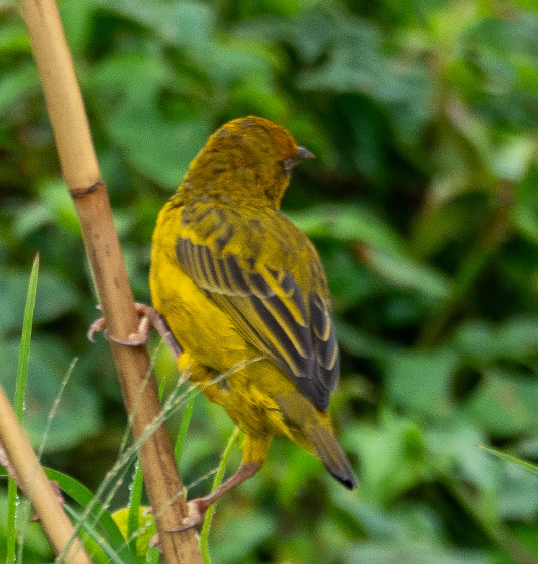 Cape Weaver - ML615853301