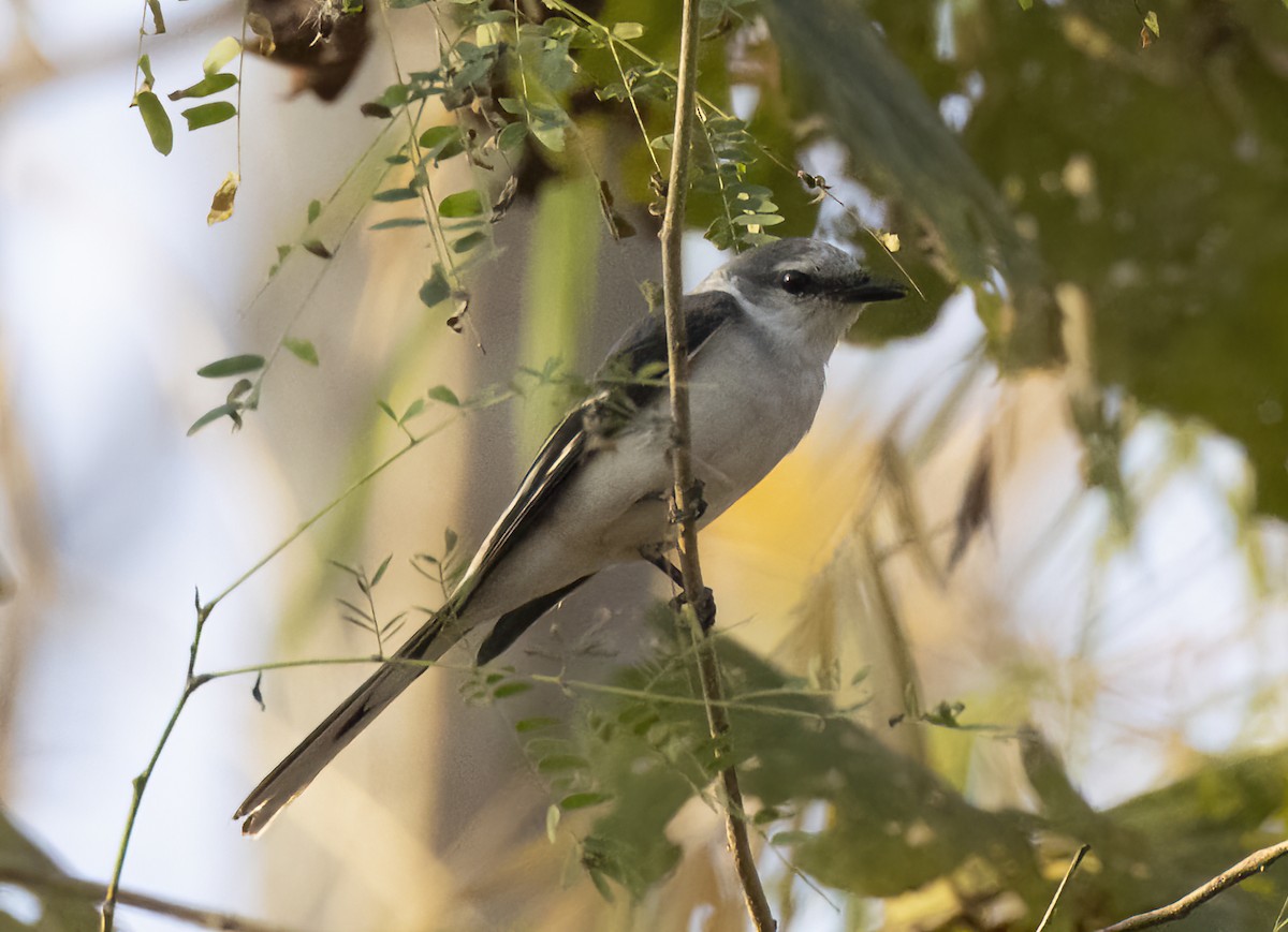 Brown-rumped Minivet - Iris Kilpatrick