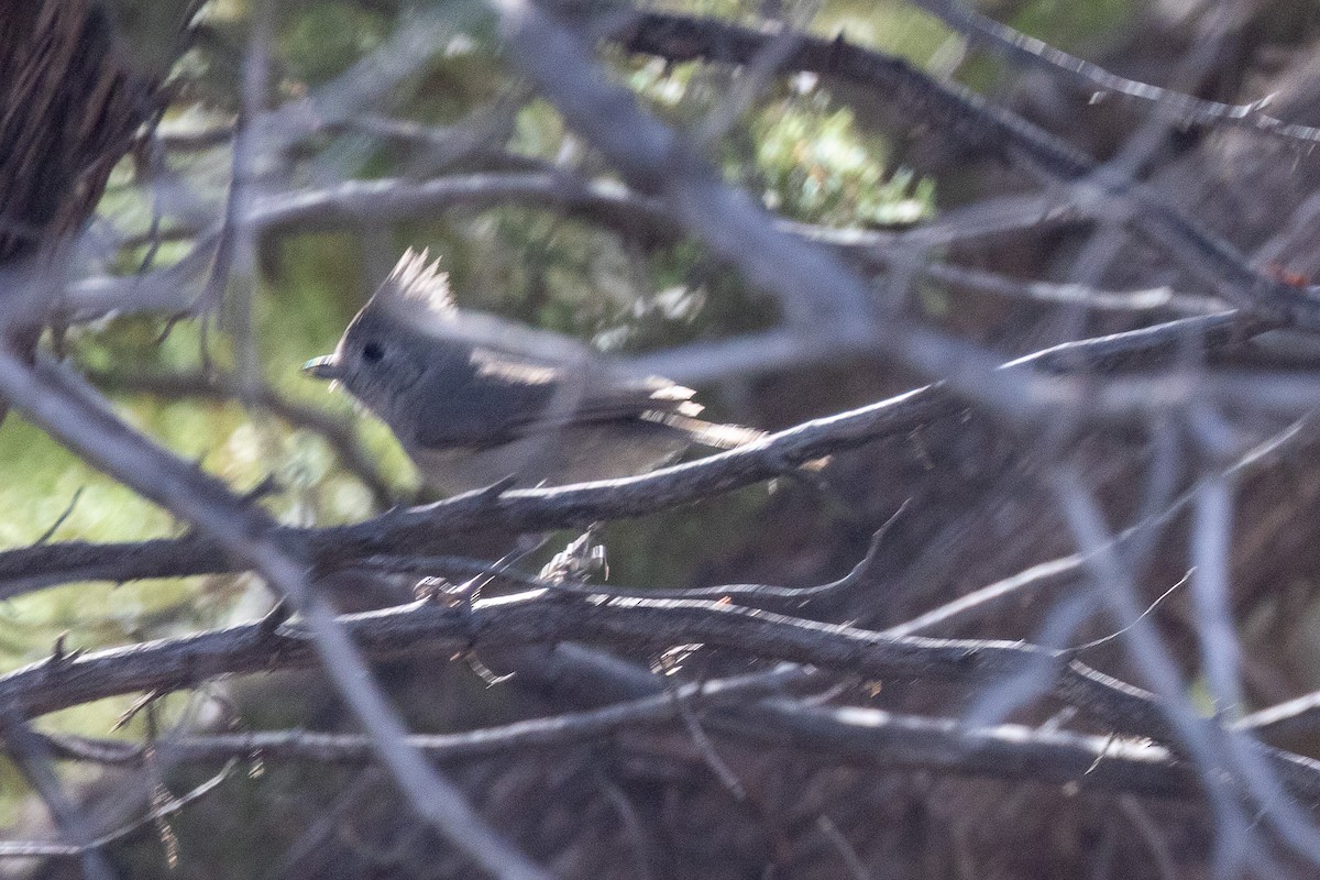 Juniper Titmouse - ML615853369