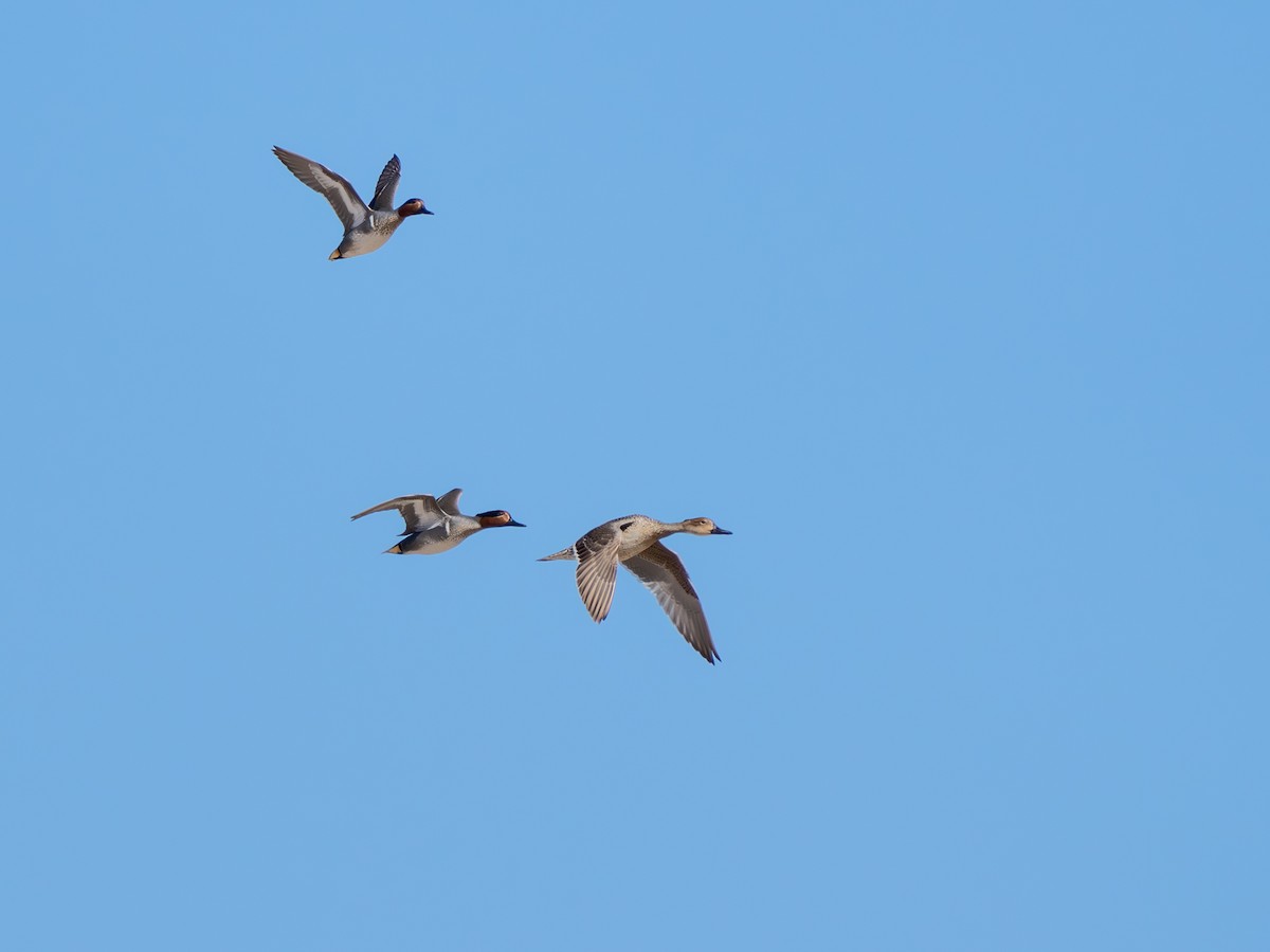 Ногоохон нугас - ML615853372