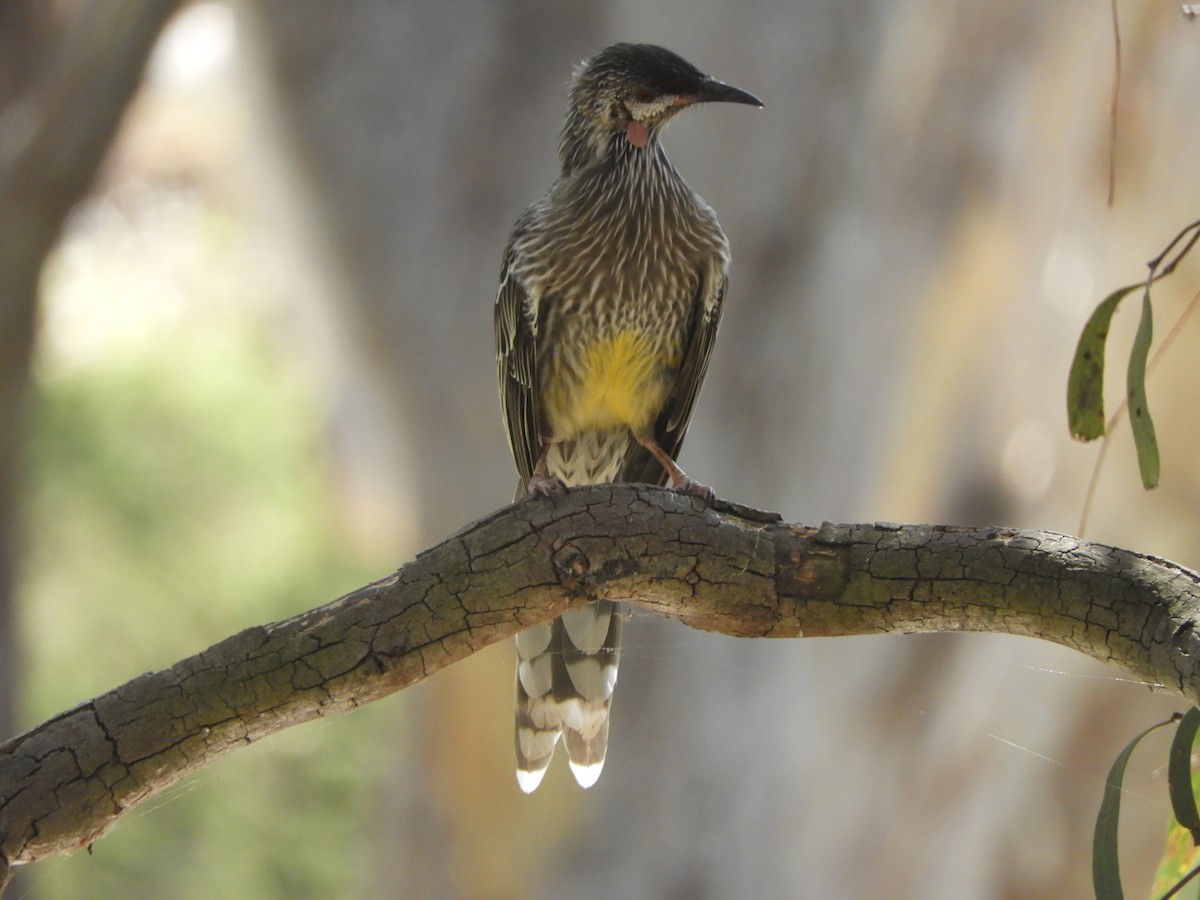 Red Wattlebird - Charles Silveira