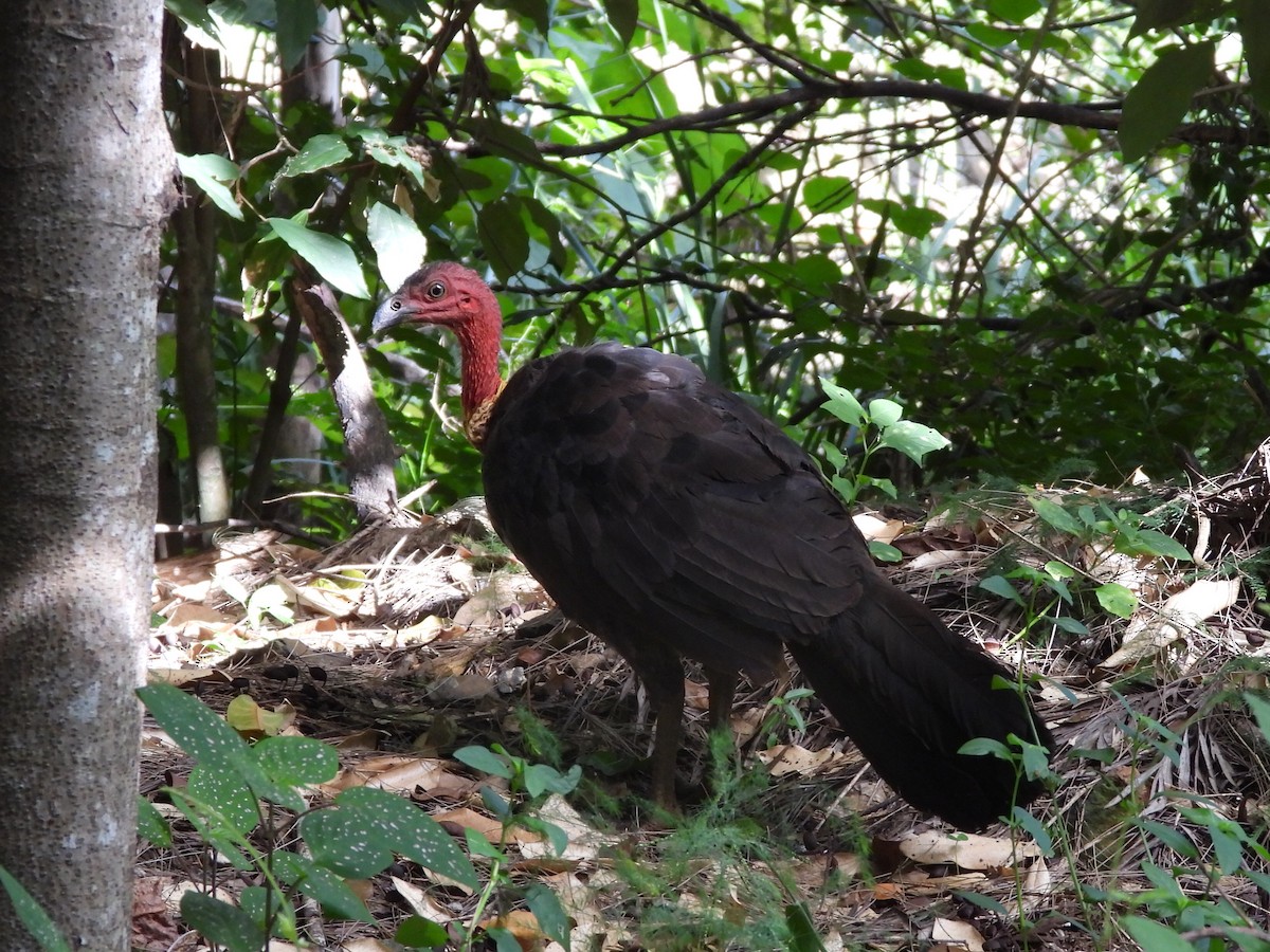 Australian Brushturkey - ML615853389