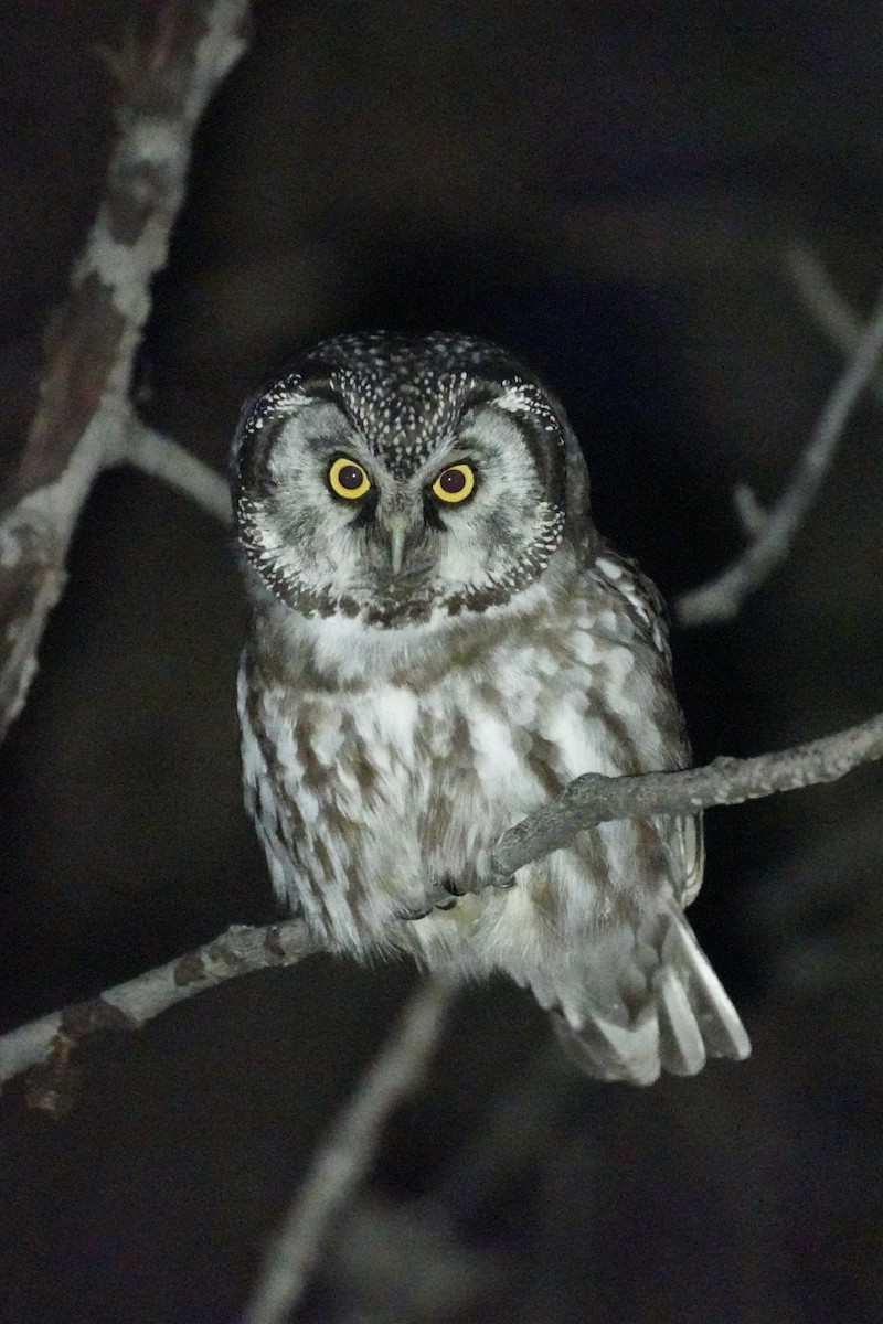 Boreal Owl - ML615853423