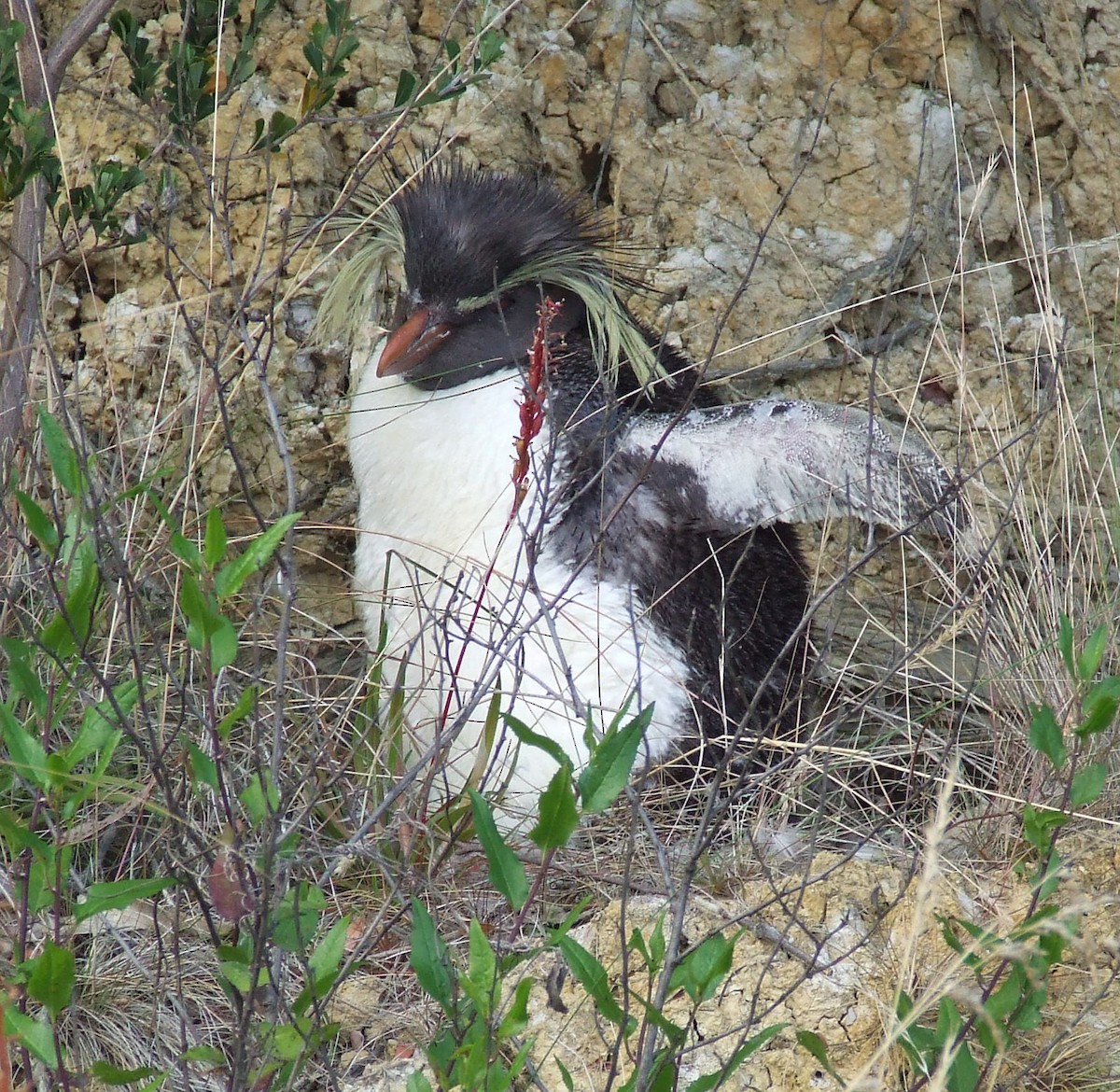 Tristanpinguin - ML615853471