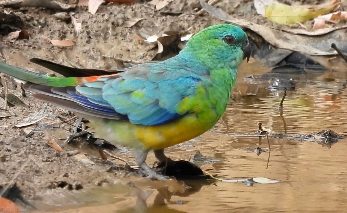 Red-rumped Parrot - ML615853509