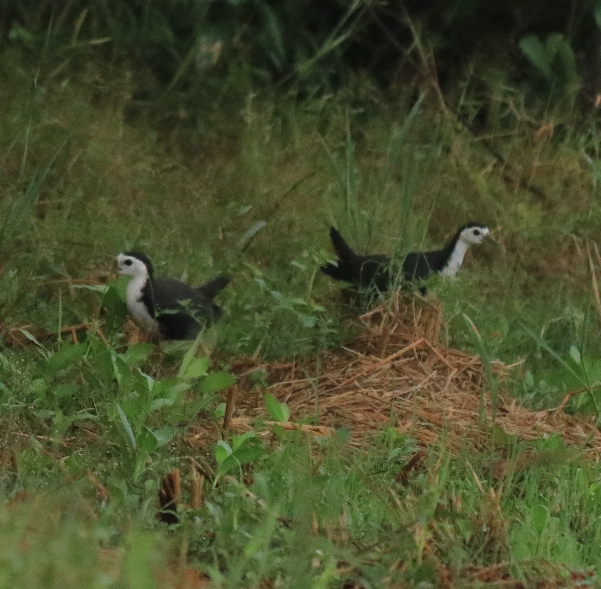 White-breasted Waterhen - ML615853540