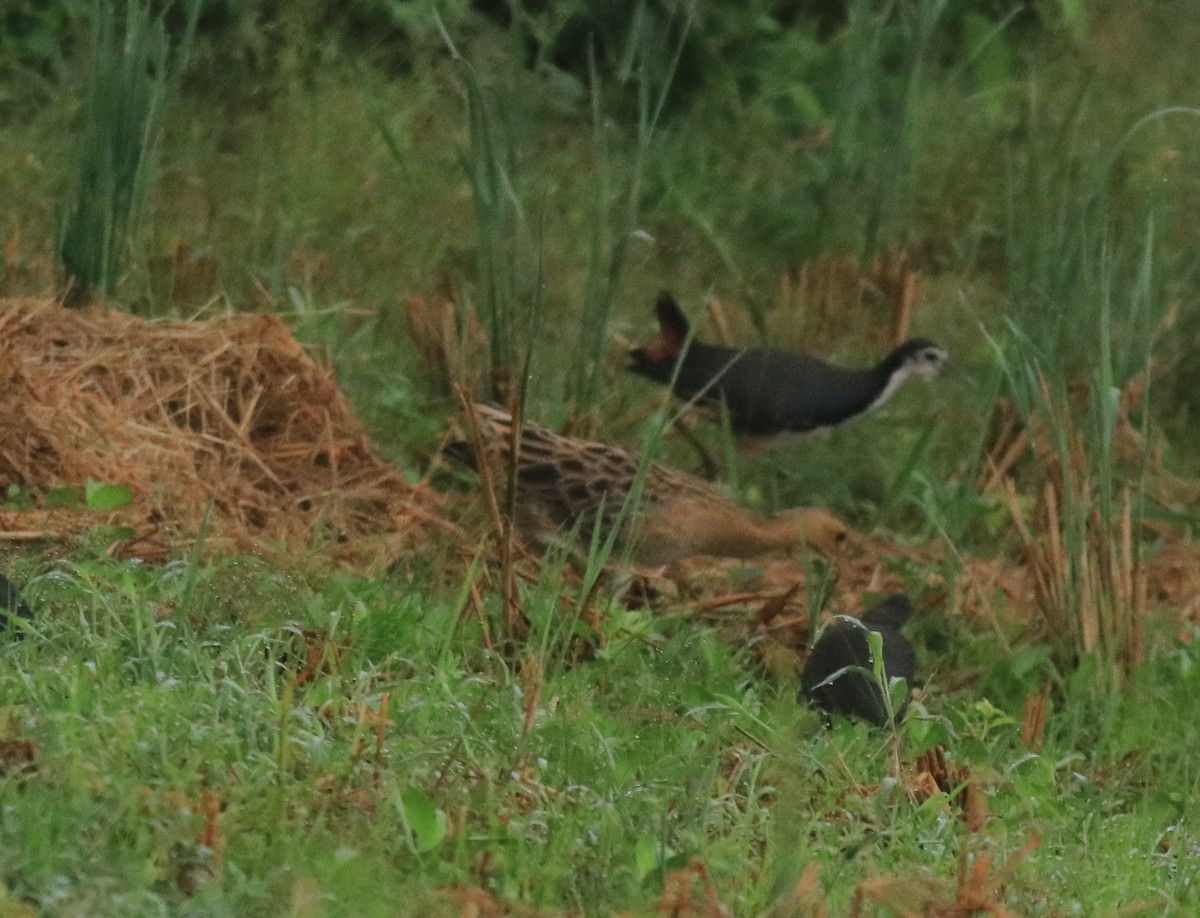 White-breasted Waterhen - ML615853541