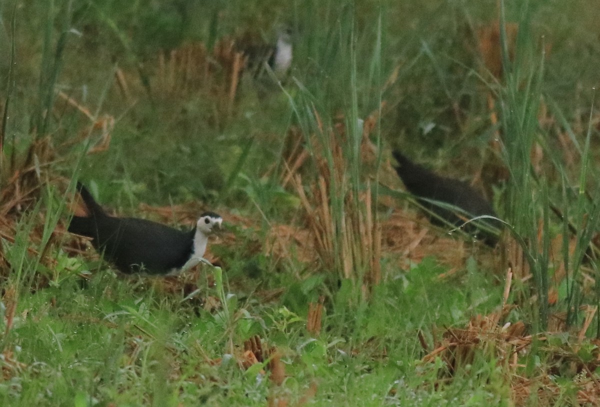 White-breasted Waterhen - ML615853542