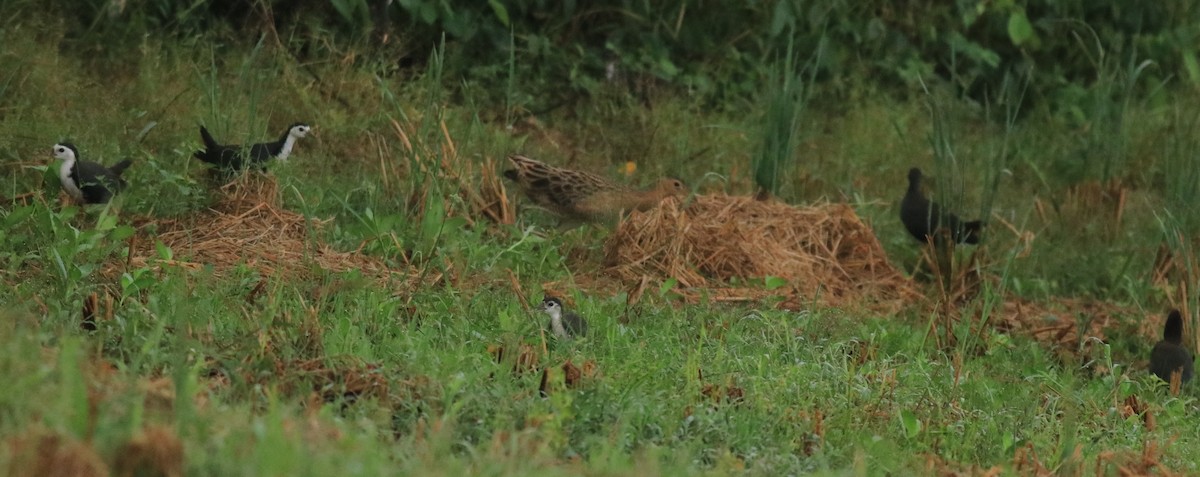 White-breasted Waterhen - ML615853544