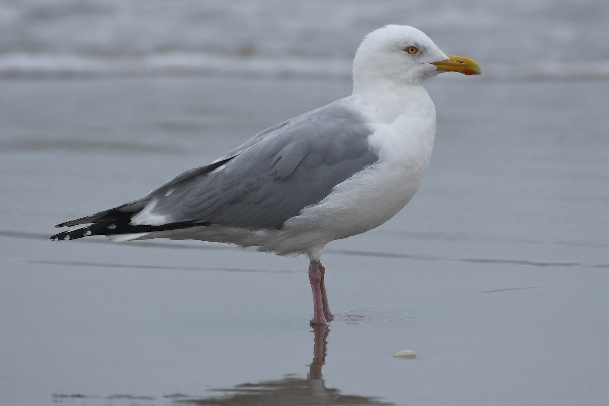 Goéland argenté - ML615853557