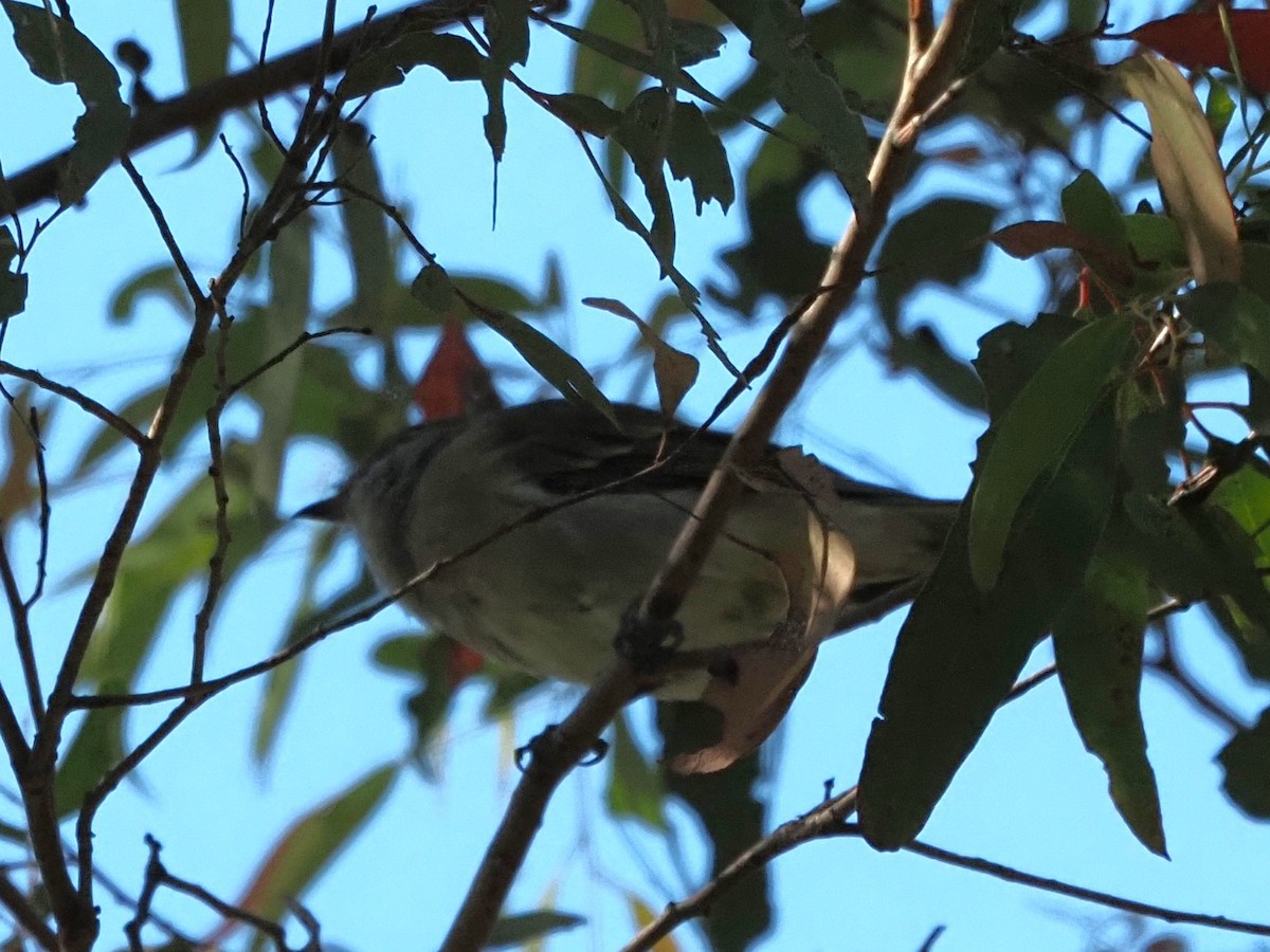 Brown Thornbill - Lyn Boorman