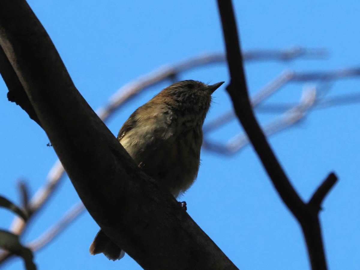 Striated Thornbill - ML615853608