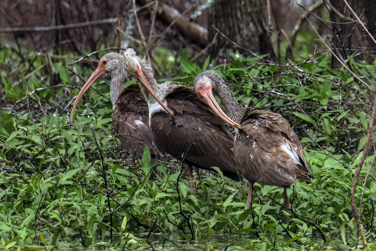 White Ibis - ML615853631