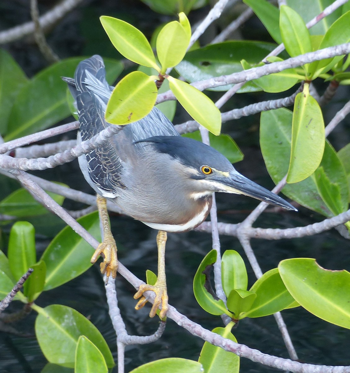 Striated Heron (Galapagos) - Robert Unt-ucht