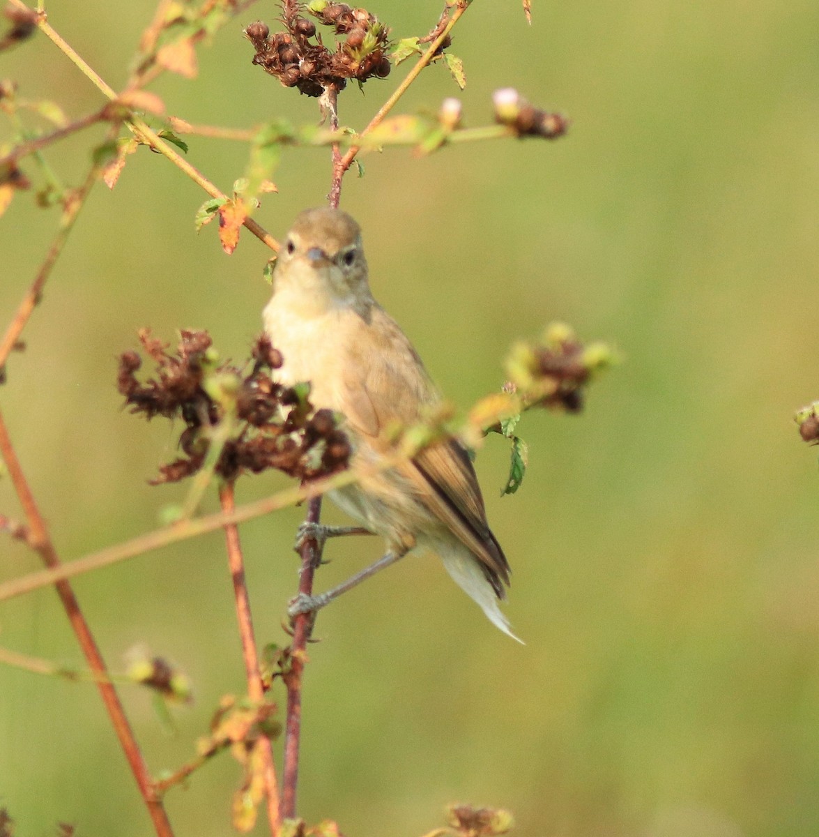 Booted Warbler - ML615853642