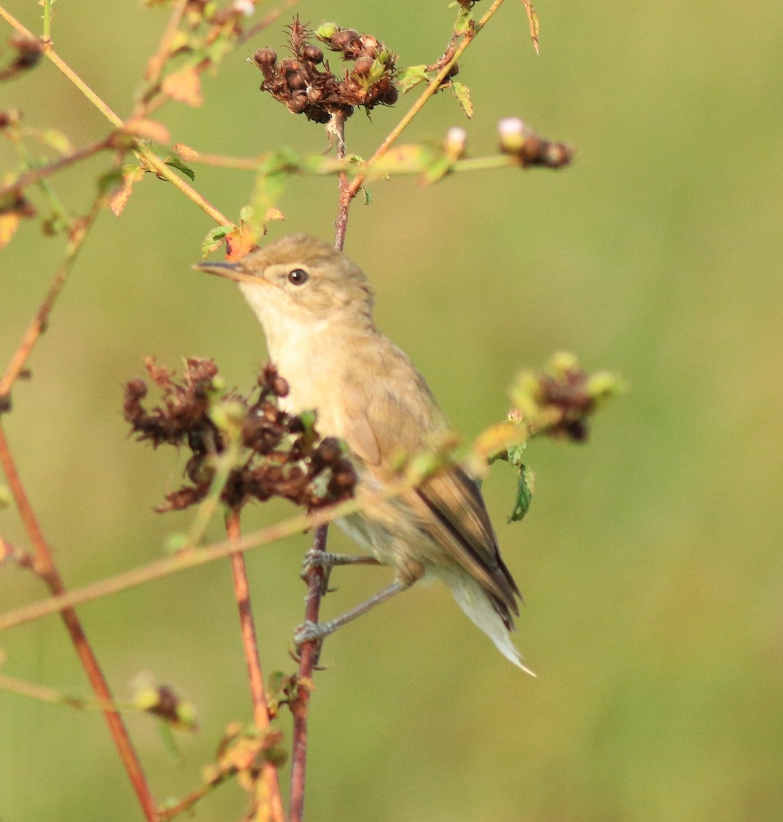 Booted Warbler - ML615853643