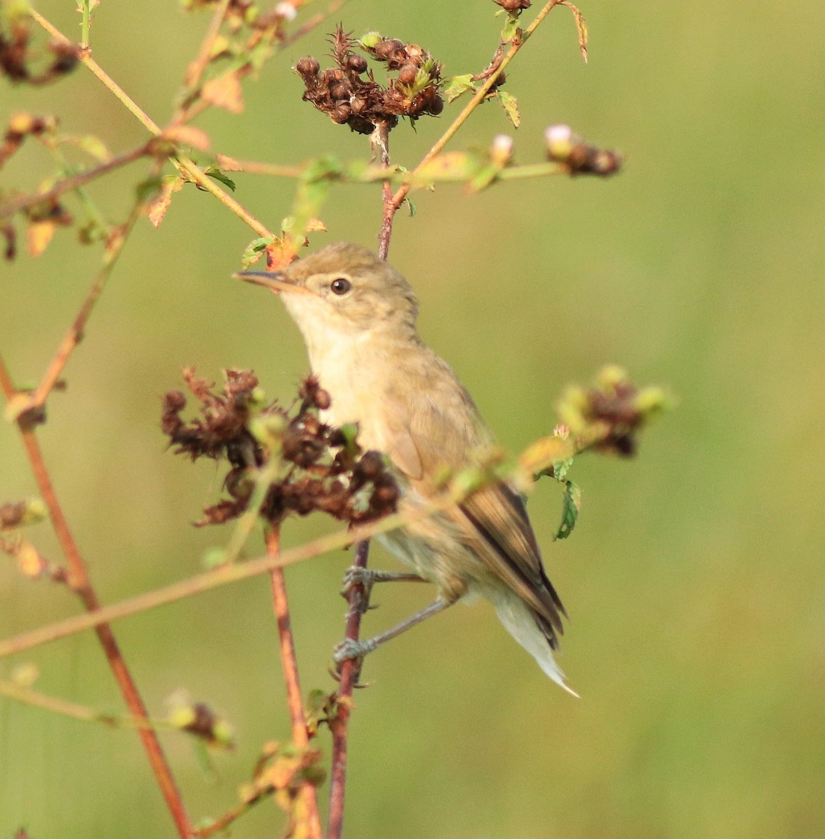 Booted Warbler - ML615853644