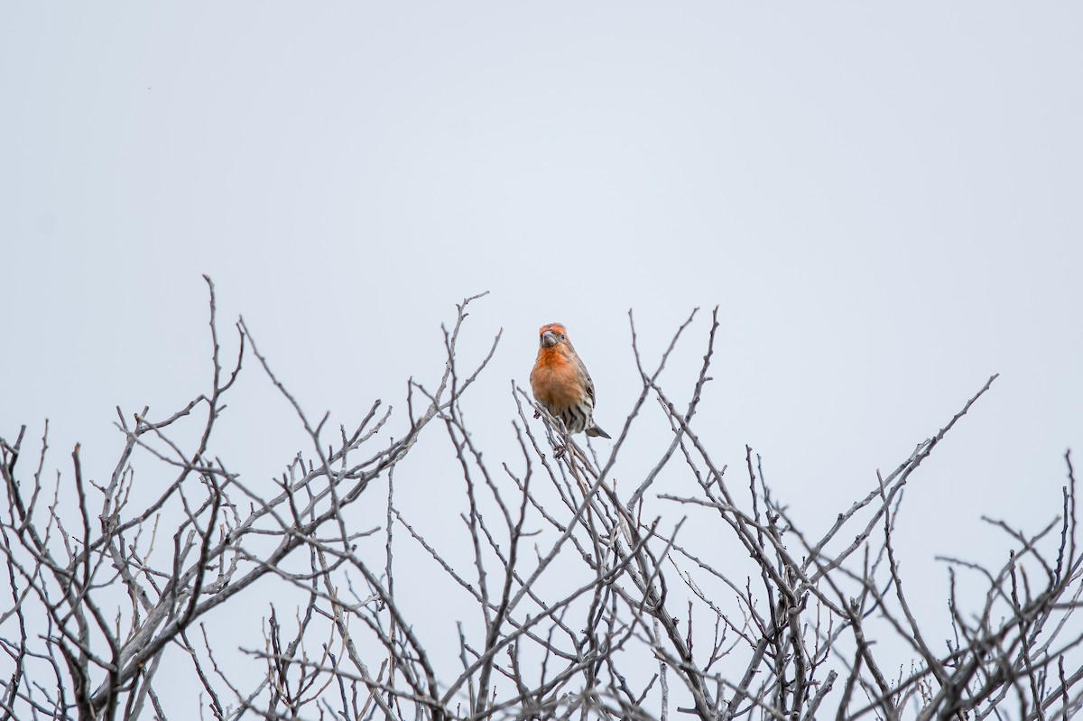 House Finch - ML615853648