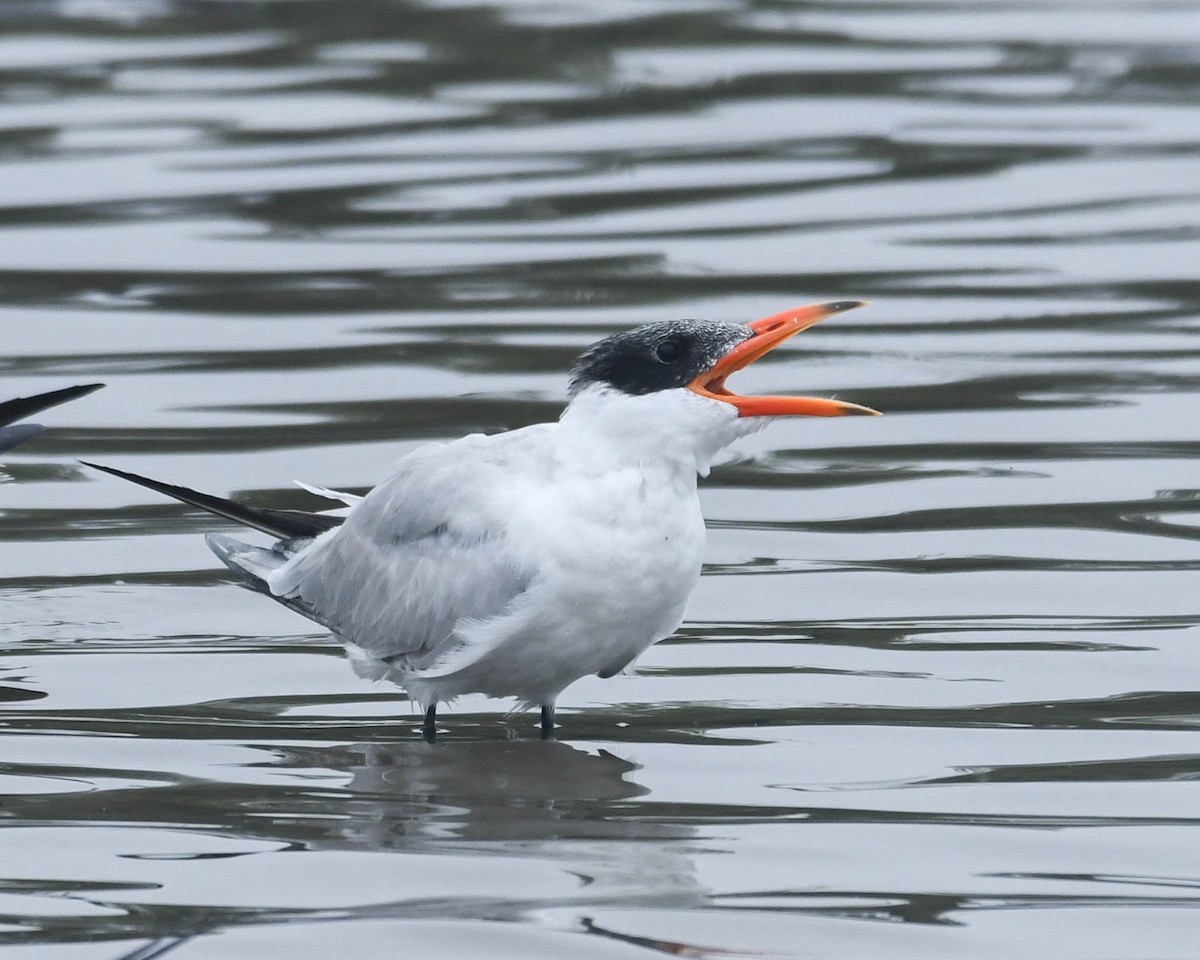 Caspian Tern - ML615853666