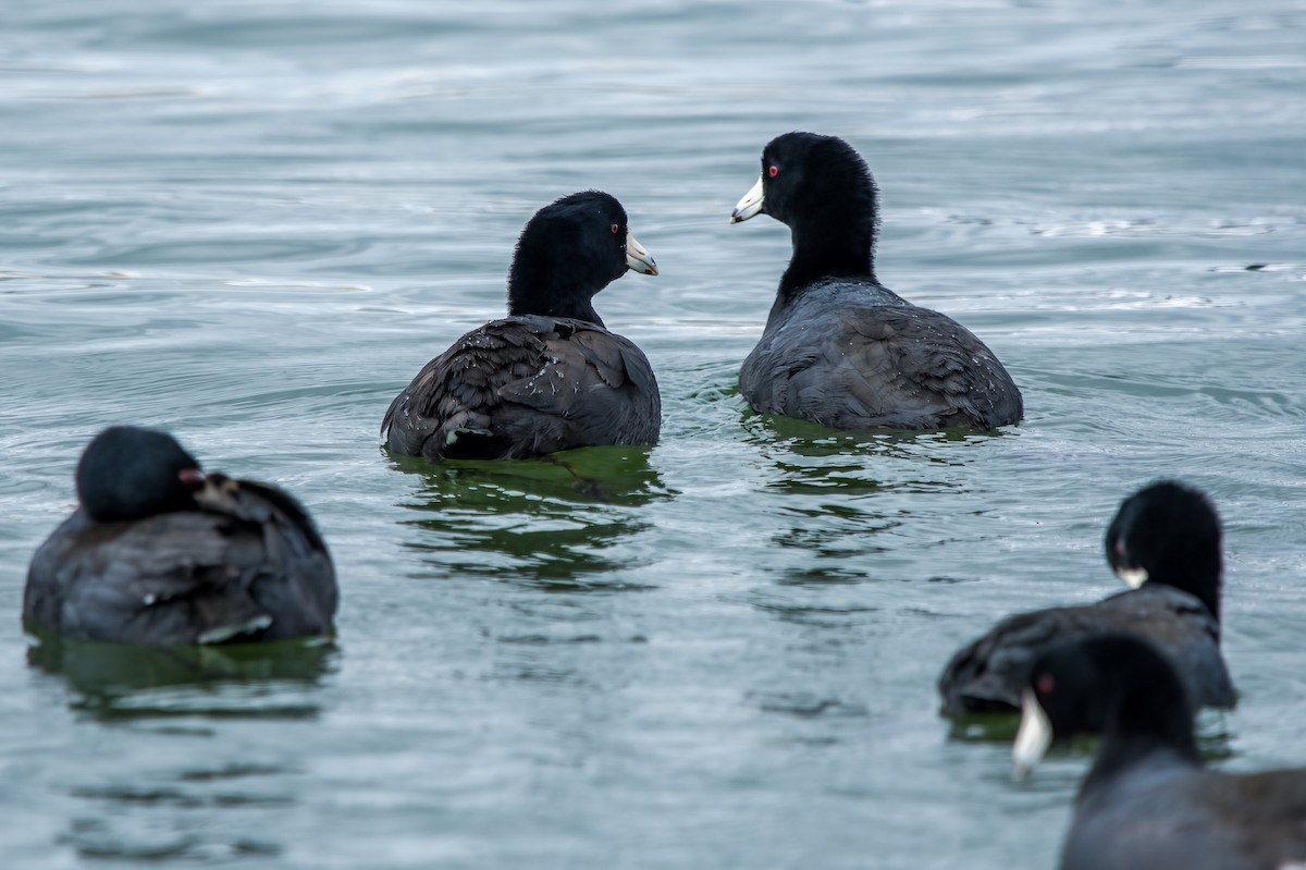 American Coot - Rebekah Holtsclaw