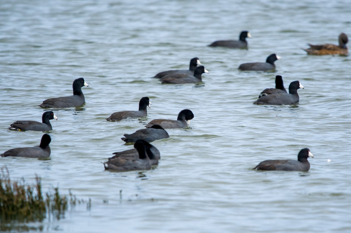 American Coot - Rebekah Holtsclaw