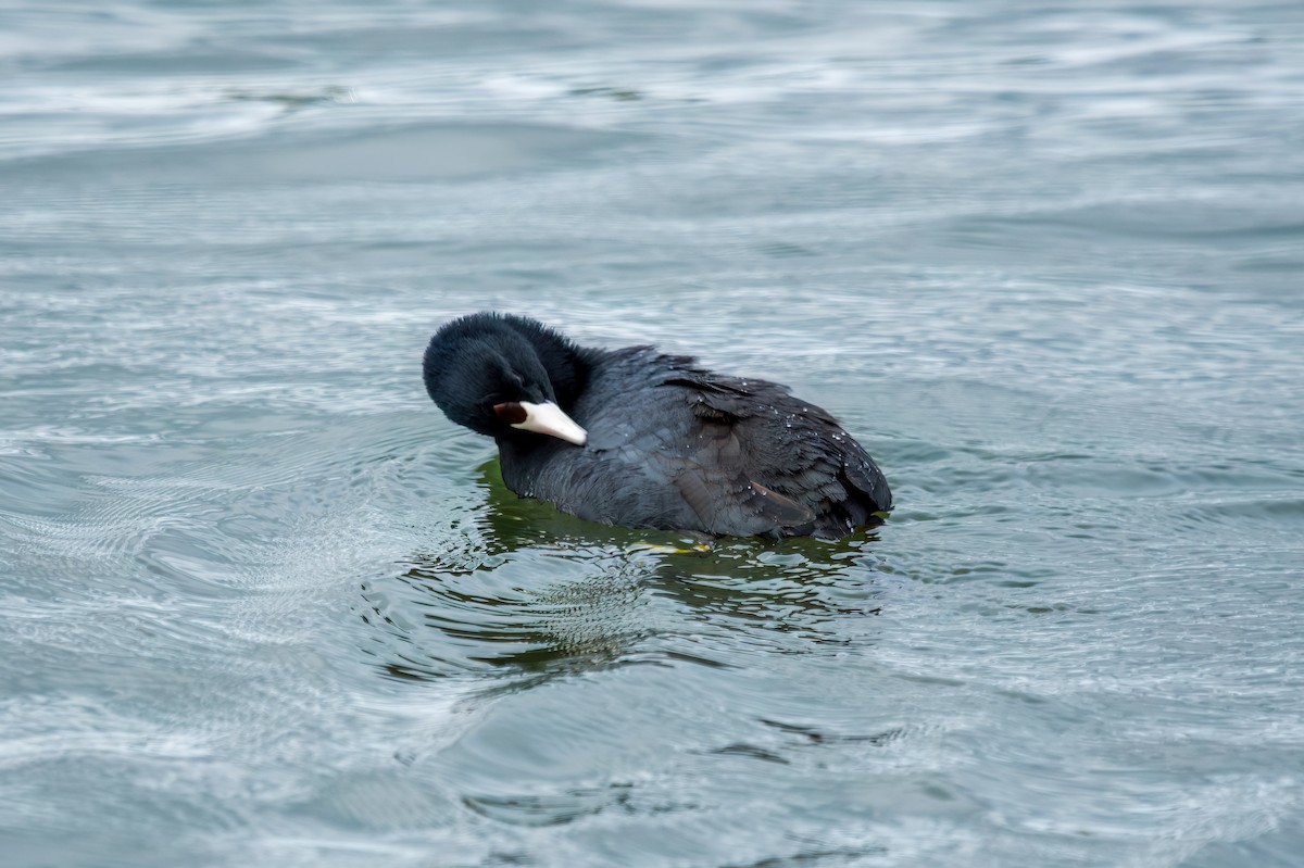 American Coot - Rebekah Holtsclaw