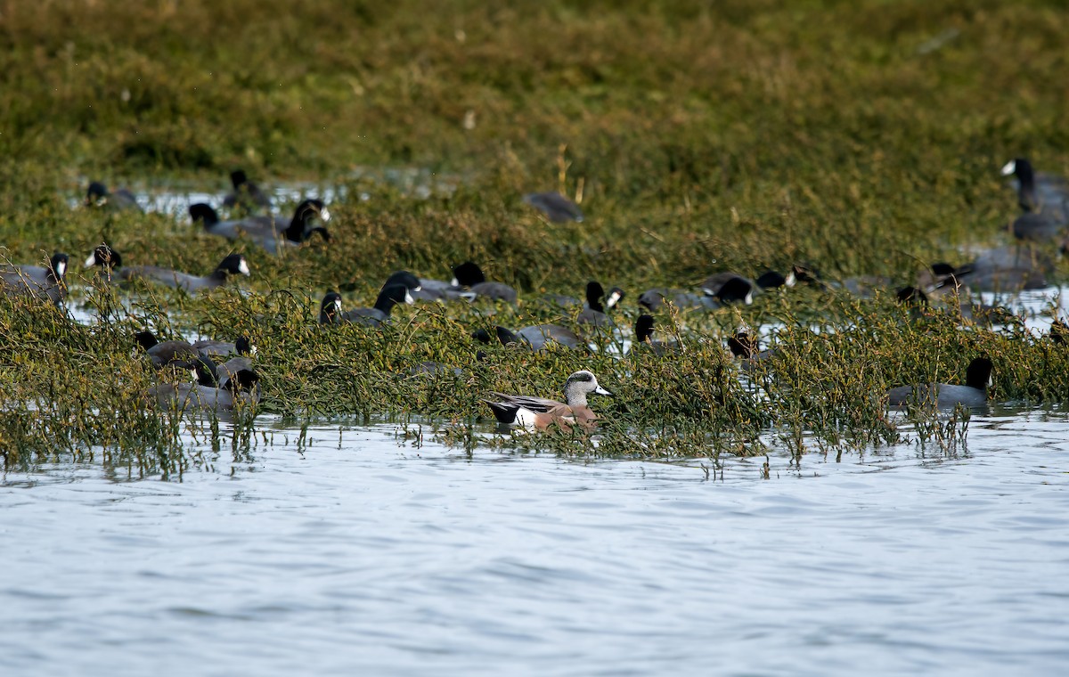 American Coot - Rebekah Holtsclaw