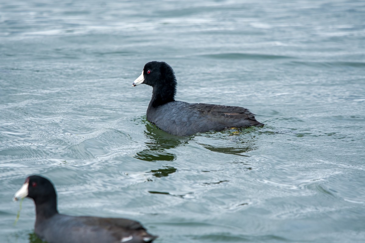 American Coot - Rebekah Holtsclaw