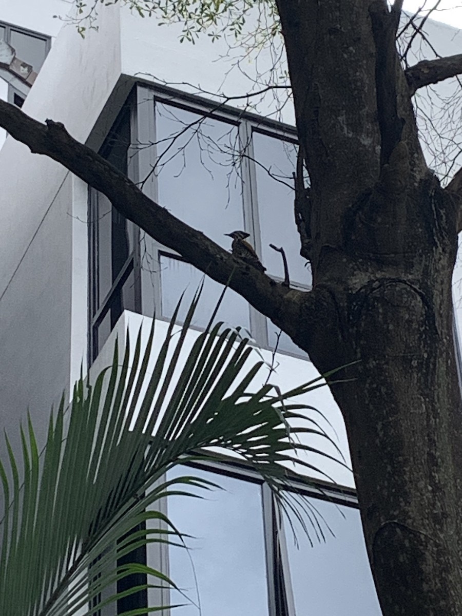 Common Flameback - ML615853769