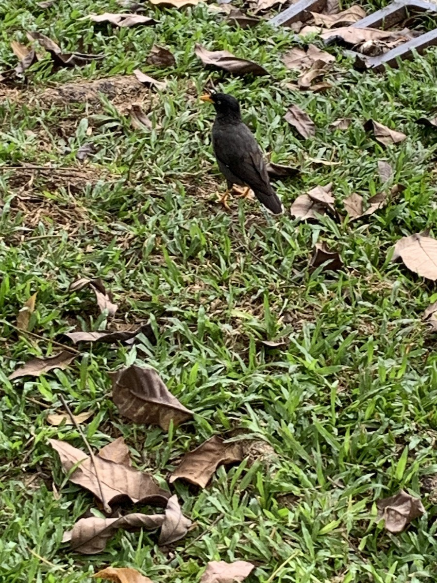 Javan Myna - ML615853772