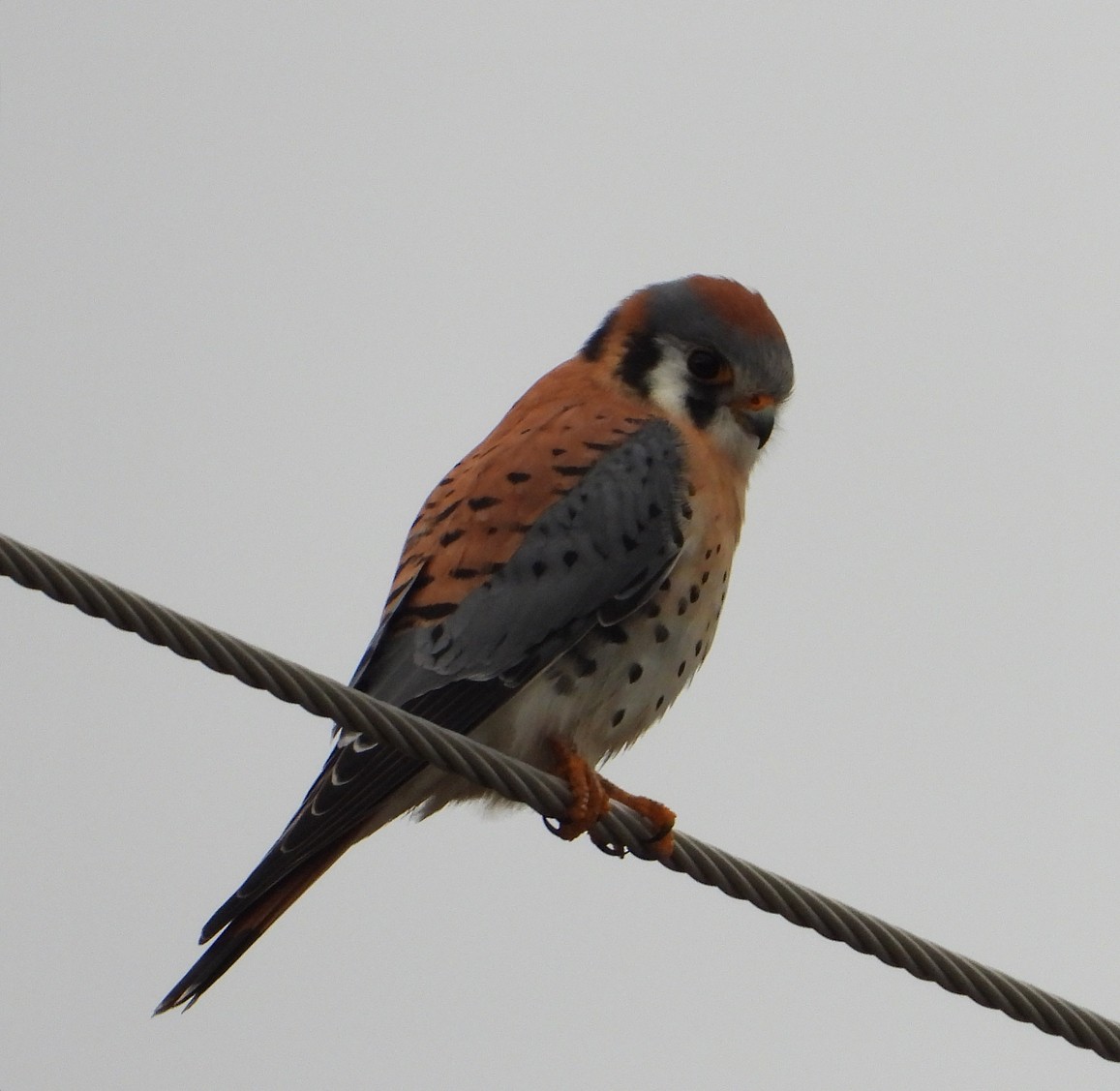 American Kestrel - ML615853791