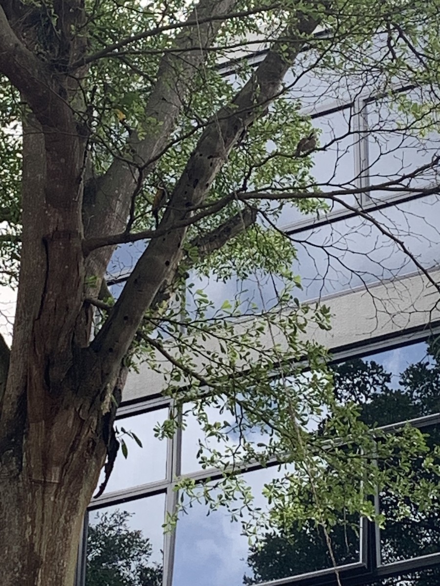 Yellow-vented Bulbul - ML615853899