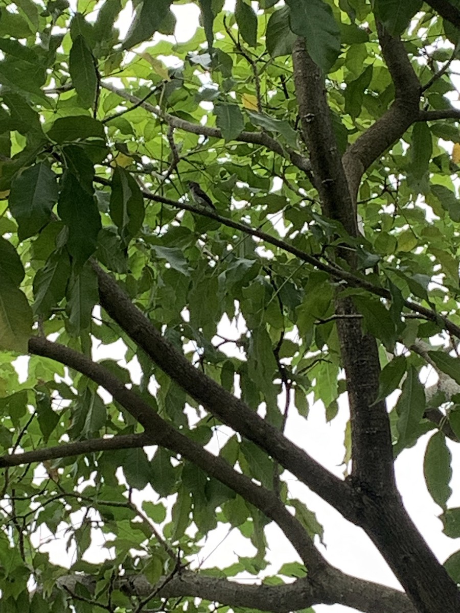 Euli-txori arrea - ML615853905