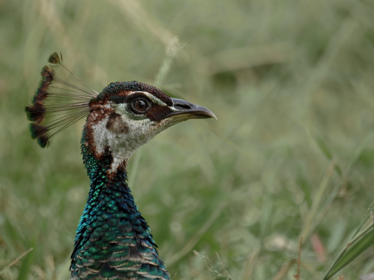 Indian Peafowl - ML615853907