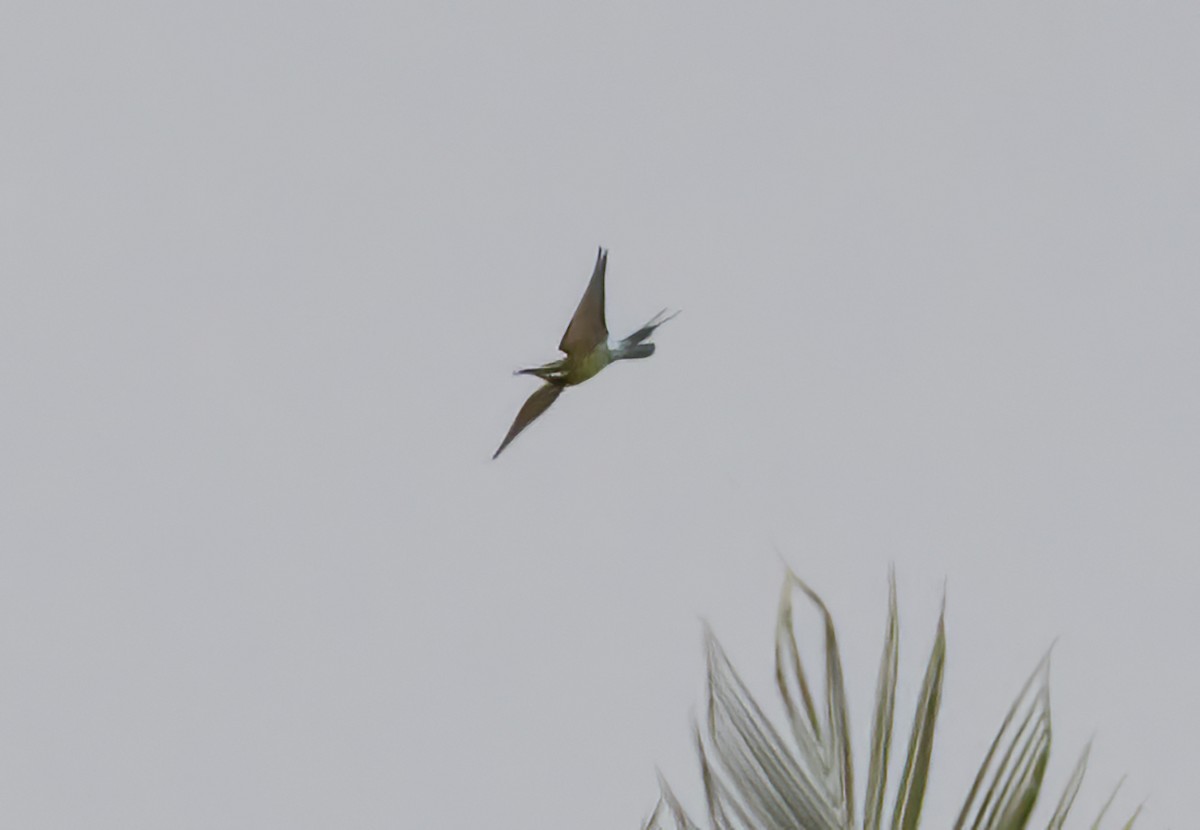 Blue-tailed Bee-eater - ML615853945