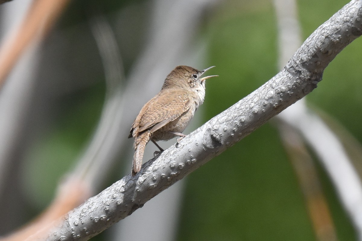 House Wren - Naresh Satyan