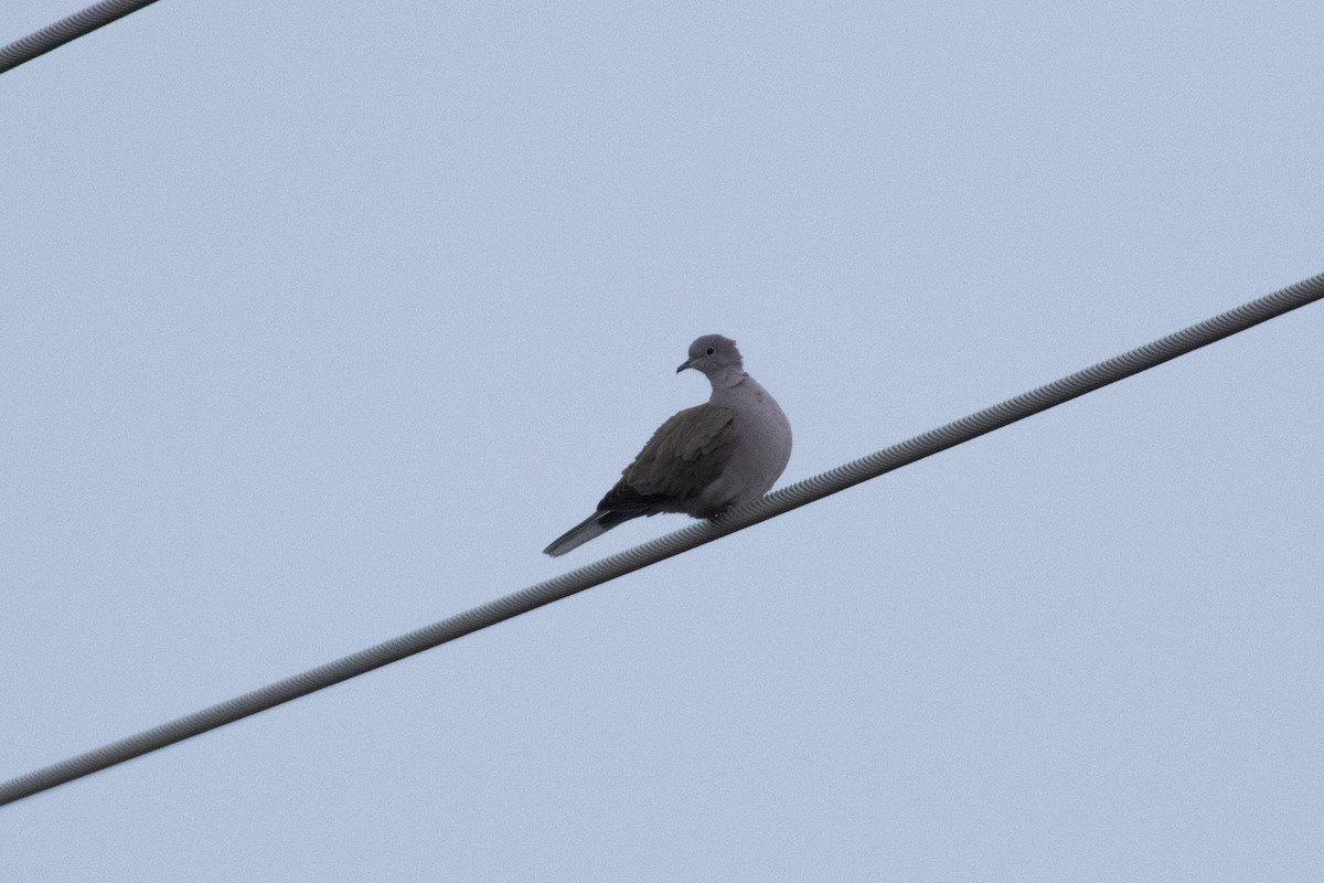 Eurasian Collared-Dove - ML615854063